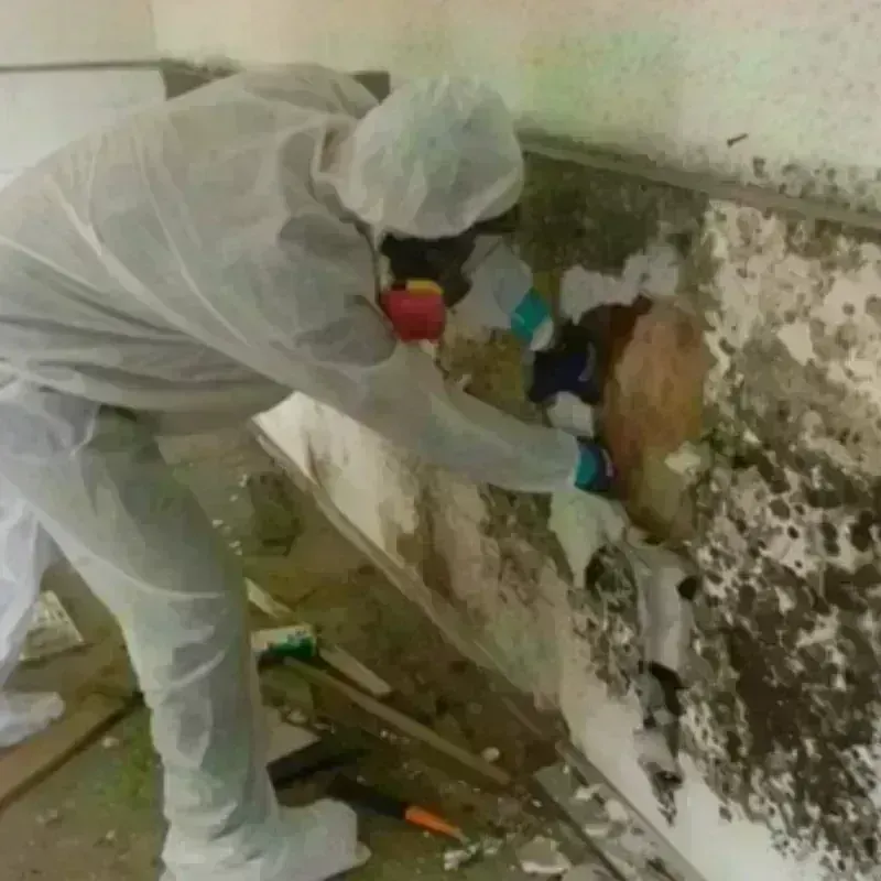 Mold Remediation and Removal in Orocovis, PR